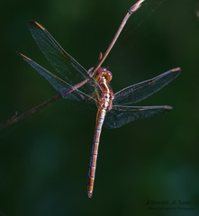Dasythemis mincki