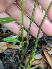 Asclepias perennis image