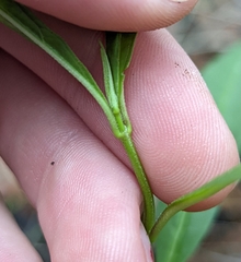 Asclepias perennis image