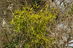 Viscum album