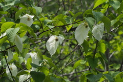 Davidia involucrata