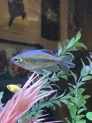 Alestidae