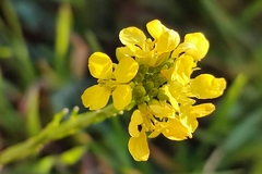 Rhamphospermum arvense