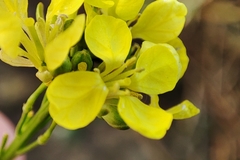 Rhamphospermum arvense