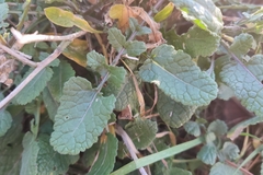 Rhamphospermum arvense