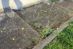 Rhamphospermum arvense