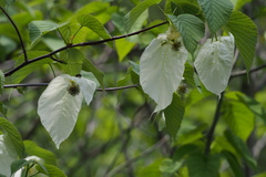Davidia involucrata