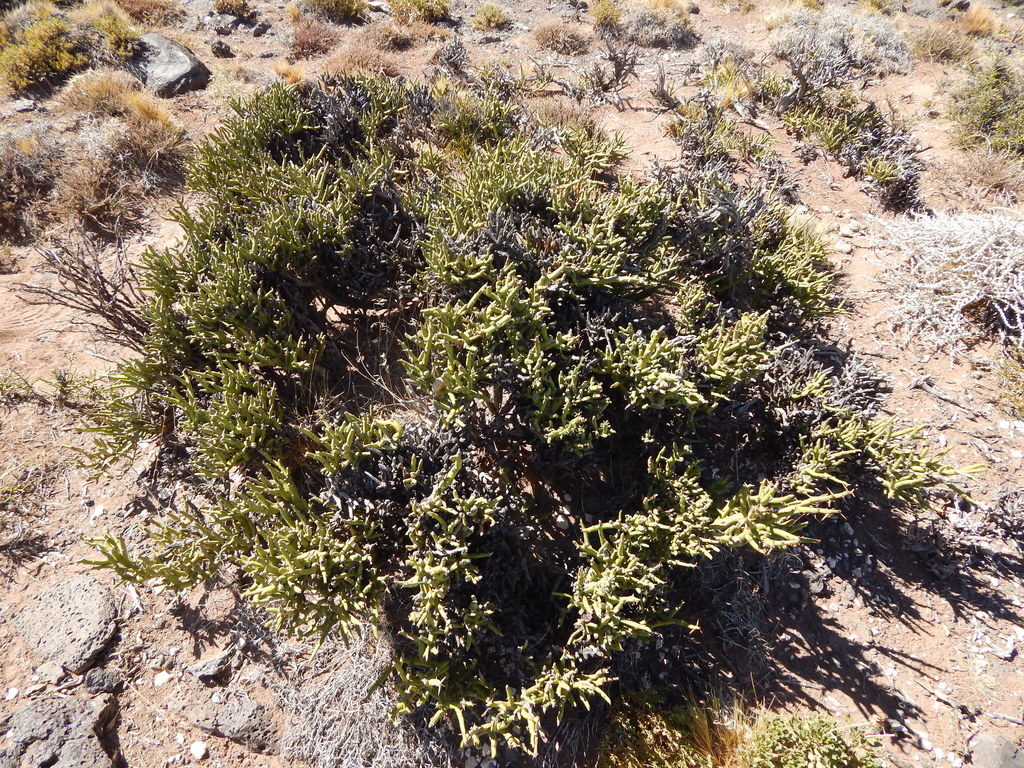 Prosopis castellanosii Burkart