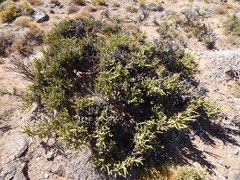 Prosopis castellanosii