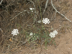 Apiaceae
