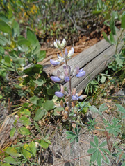 Lupinus sericeus sericeus