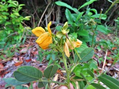 Senna cobanensis