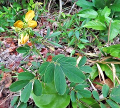 Senna cobanensis
