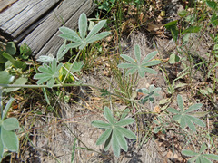 Lupinus sericeus sericeus