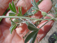 Lupinus sericeus sericeus