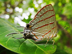Hemiolaus caeculus