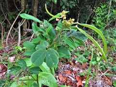 Senna cobanensis