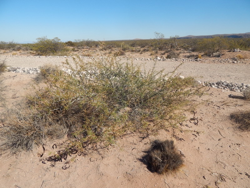 Prosopis ruizlealii Burkart 3