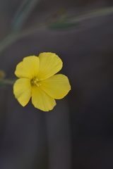 Linum maritimum