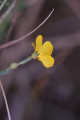Linum maritimum