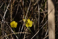 Linum maritimum