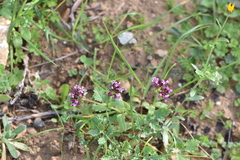 Fedia cornucopiae