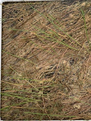 Eleocharis interstincta