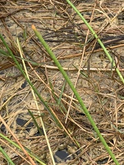 Eleocharis interstincta
