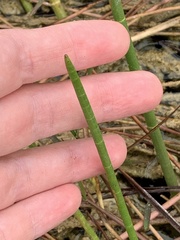 Eleocharis interstincta