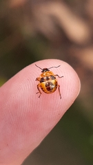 Supputius cincticeps