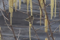 Phylloscopus collybita