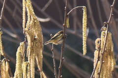Phylloscopus collybita