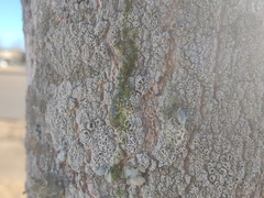 Lecanoromycetes