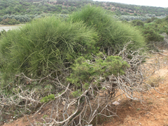 Ephedra