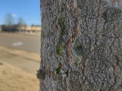 Lecanoromycetes