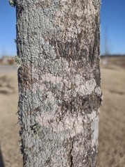 Lecanoromycetes