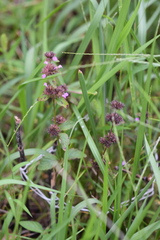 Clinopodium urticifolium