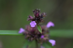 Clinopodium urticifolium