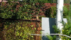 Phoenicurus phoenicurus