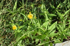 Inula linariifolia