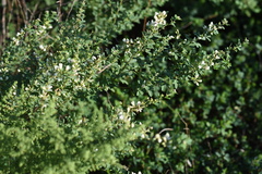 Lespedeza inschanica