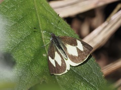 Leptophobia eleone