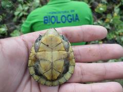 Kinosternon herrerai