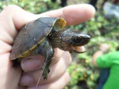 Kinosternon herrerai