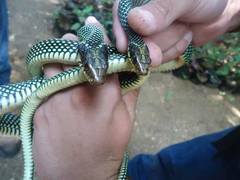 Drymobius margaritiferus