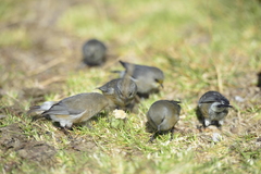 Zosterops borbonicus