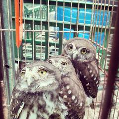 Glaucidium brasilianum