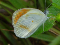 Colotis antevippe