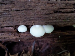 Crepidotus stipitatus
