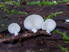 Crepidotus stipitatus